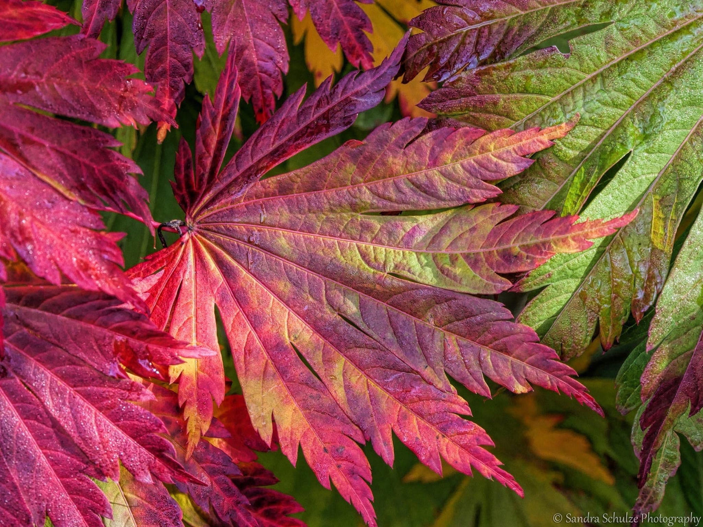 Acer japonicum 'Mai kujaku' Dancing Peacock Japanese Maple