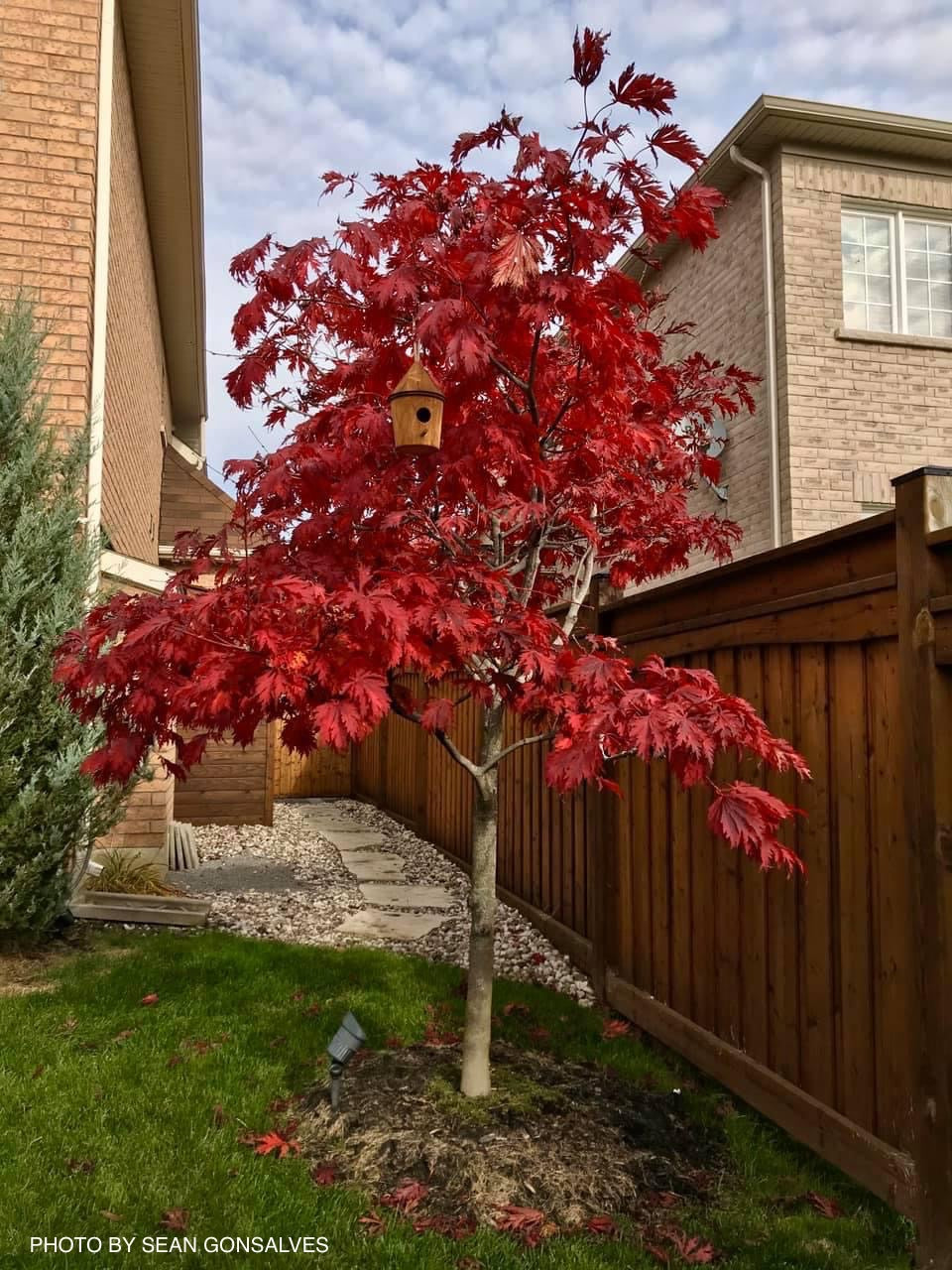 Acer japonicum 'Mai kujaku' Dancing Peacock Japanese Maple