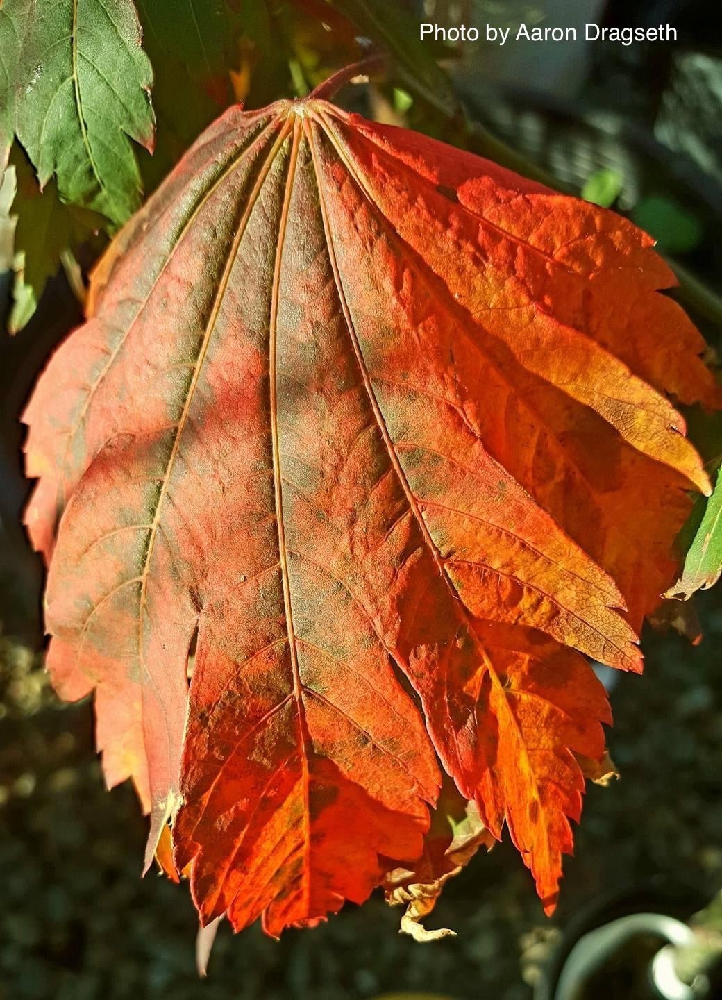 Acer japonicum 'Emmett's Pumpkin' Full Moon Japanese Maple