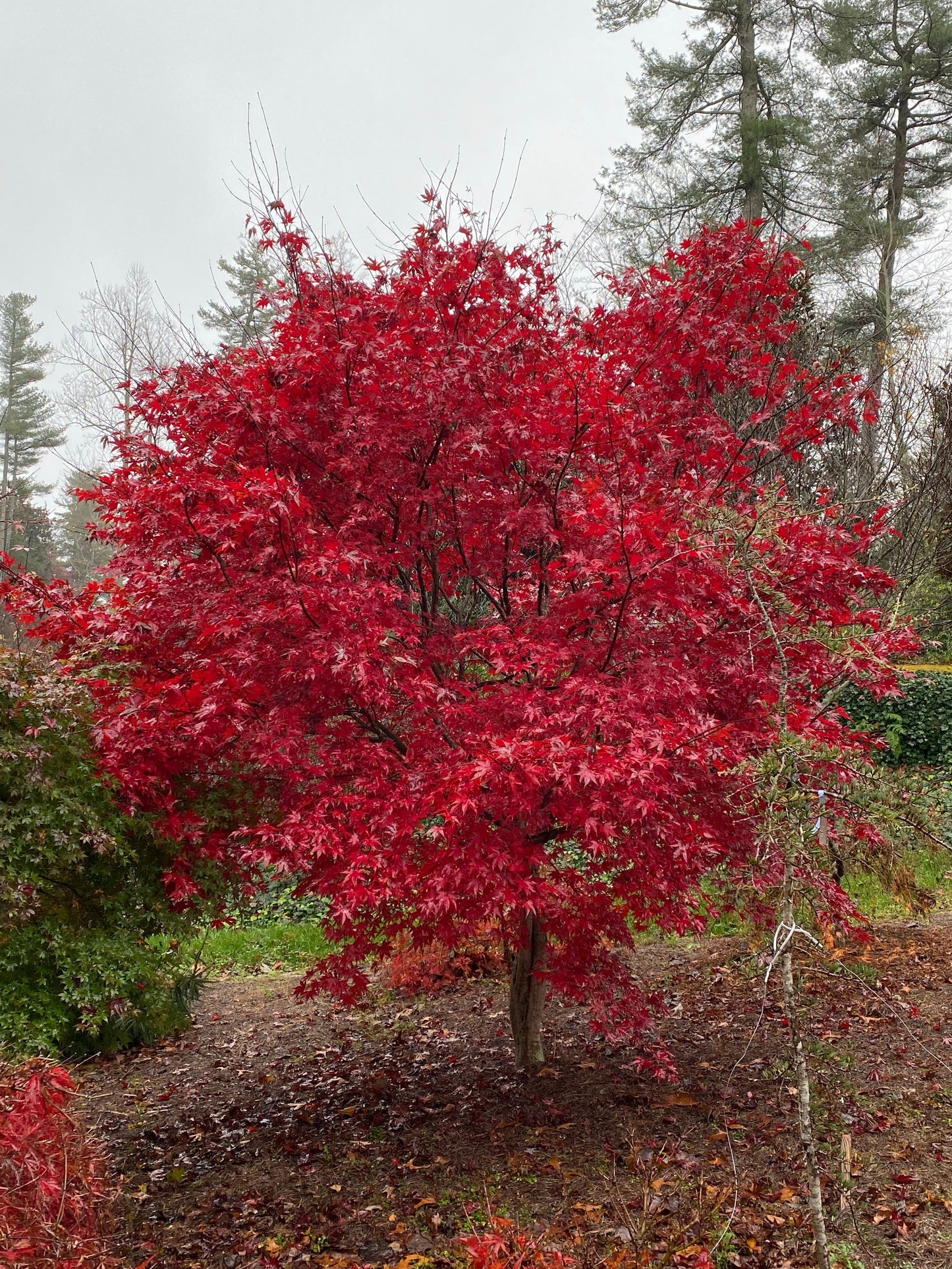 Acer palmatum 'Emperor 1' Japanese Maple Tree