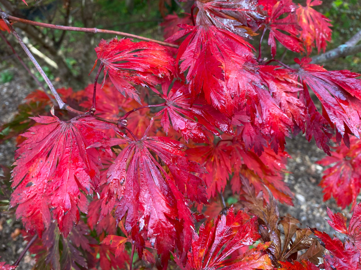 Acer japonicum 'Mai kujaku' Dancing Peacock Japanese Maple