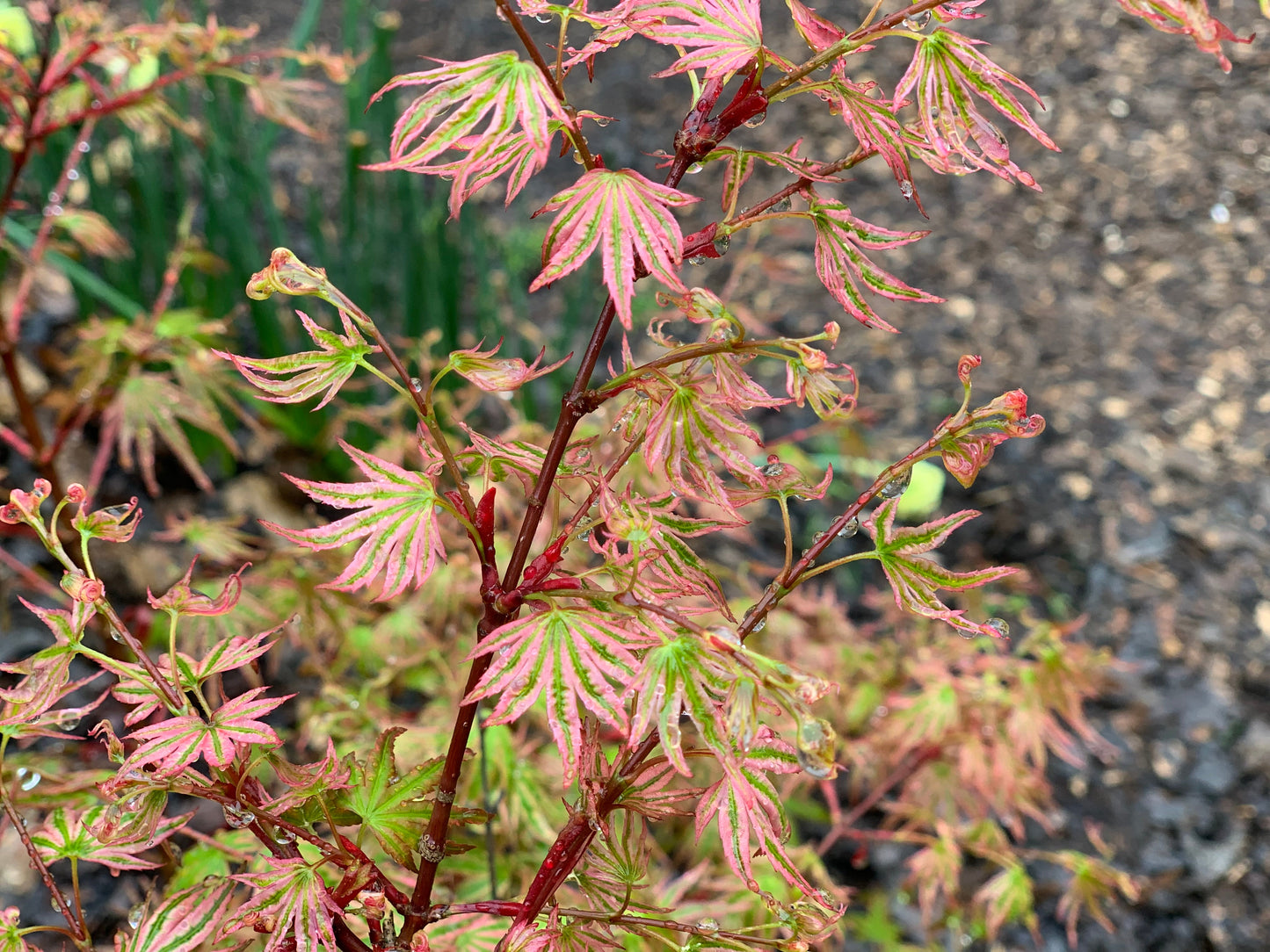 Acer palmatum 'Ikandi' Japanese Maple