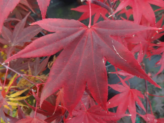 Acer palmatum 'Emperor 1' Japanese Maple Tree
