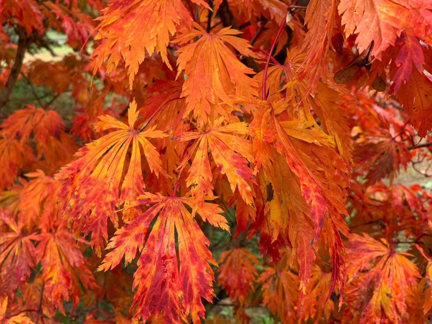 Acer japonicum 'Mai kujaku' Dancing Peacock Japanese Maple