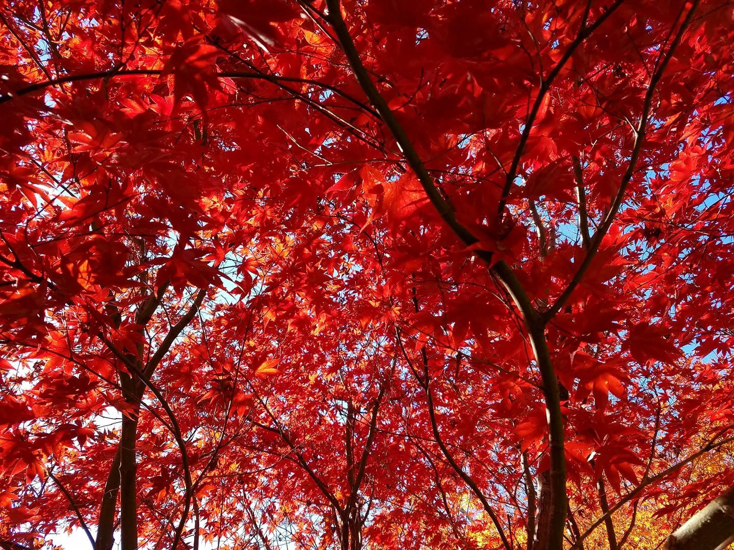 Acer palmatum 'Emperor 1' Japanese Maple Tree