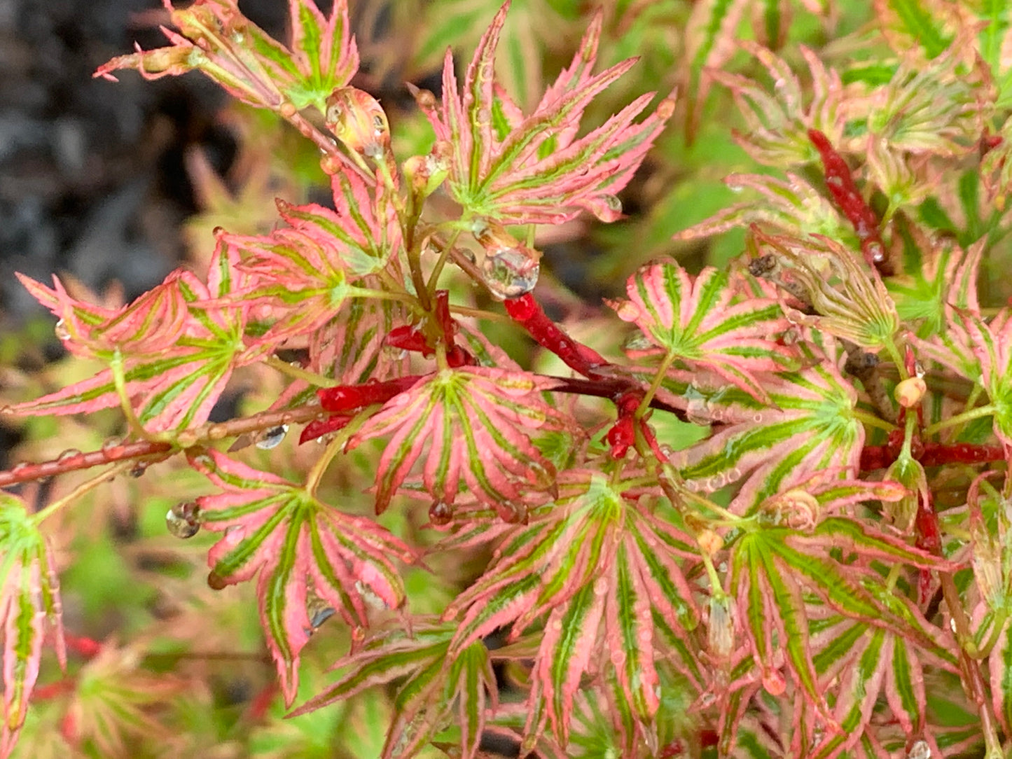 Acer palmatum 'Ikandi' Japanese Maple