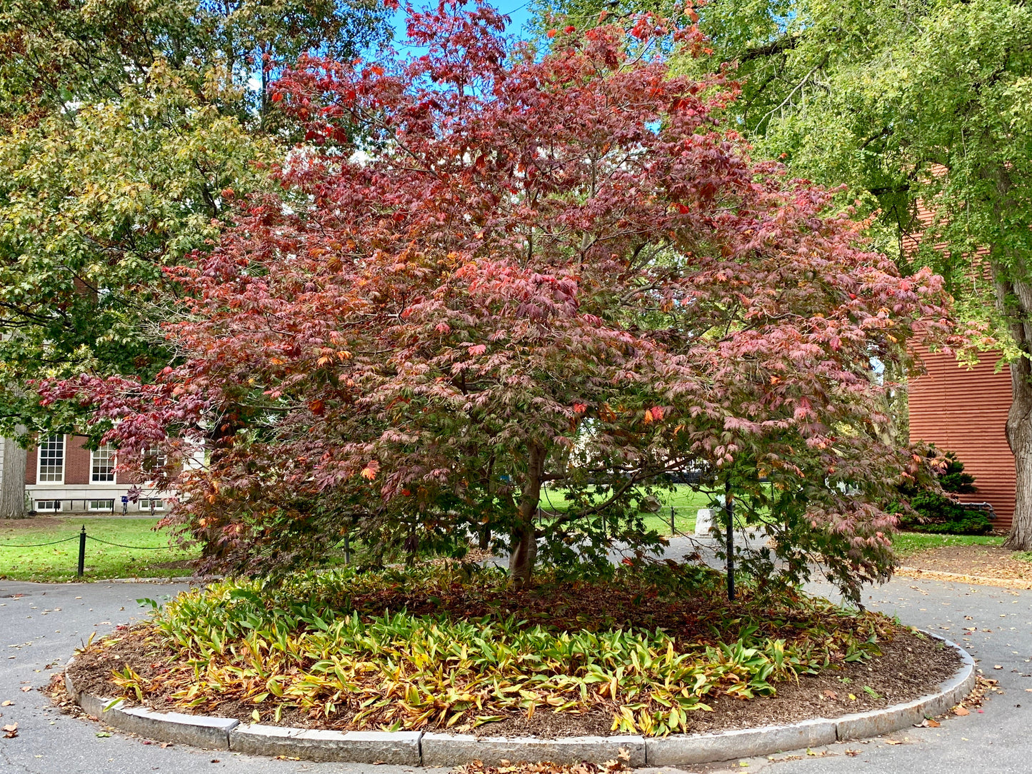 Acer japonicum 'Mai kujaku' Dancing Peacock Japanese Maple