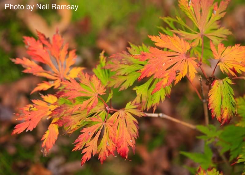 Acer japonicum 'Mai kujaku' Dancing Peacock Japanese Maple