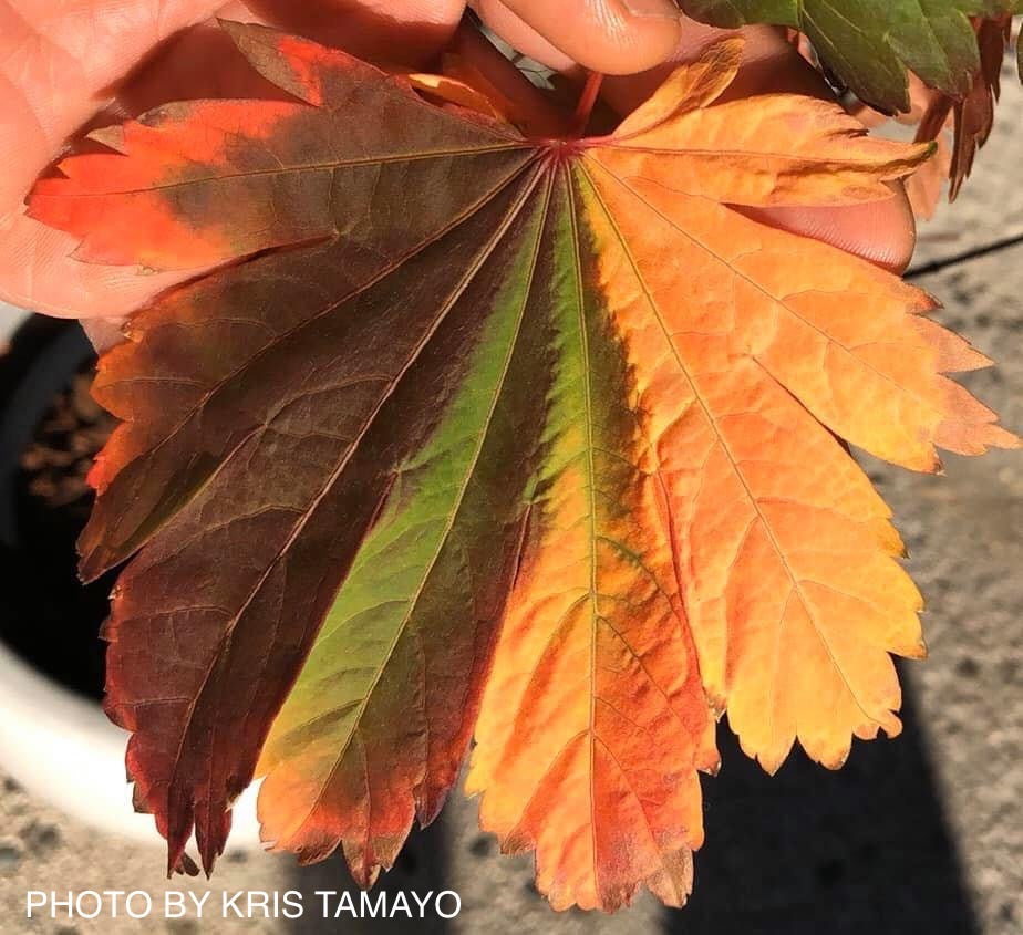 Acer japonicum 'Emmett's Pumpkin' Full Moon Japanese Maple