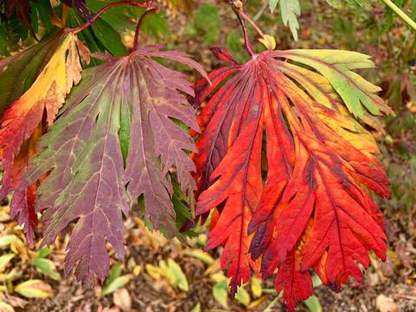 Acer japonicum 'Mai kujaku' Dancing Peacock Japanese Maple