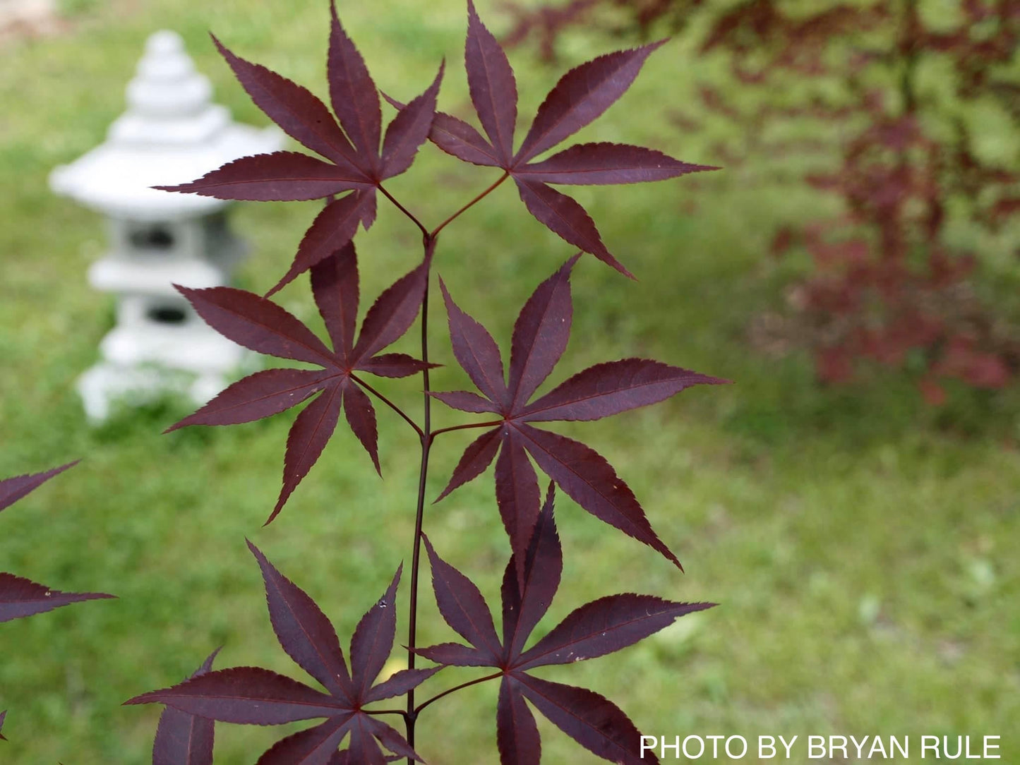 Acer palmatum 'Emperor 1' Japanese Maple Tree