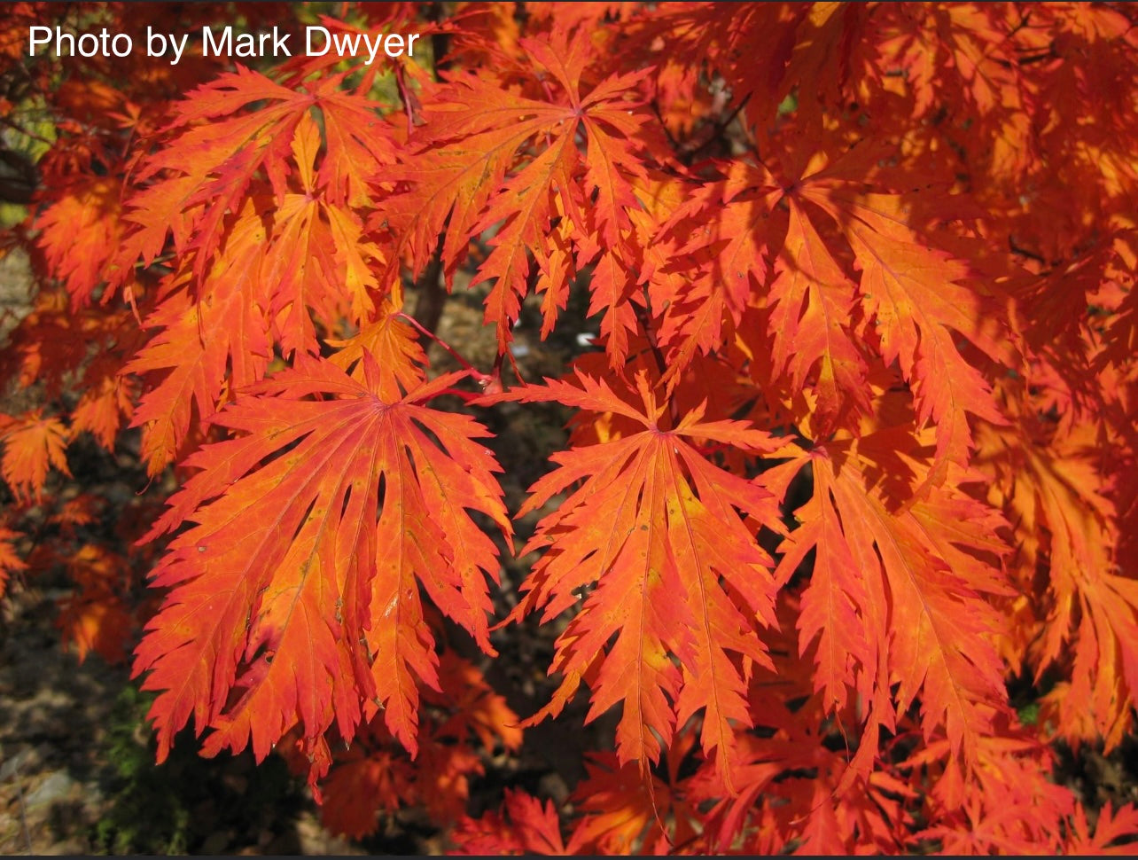 Acer japonicum 'Mai kujaku' Dancing Peacock Japanese Maple