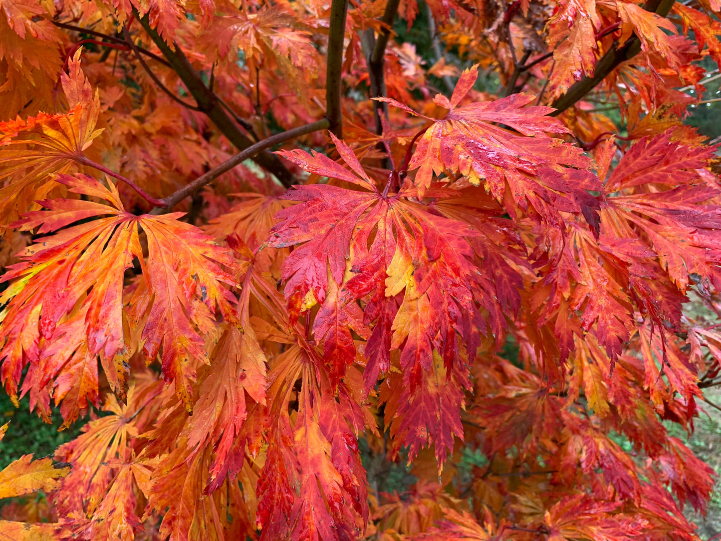 Acer japonicum 'Mai kujaku' Dancing Peacock Japanese Maple