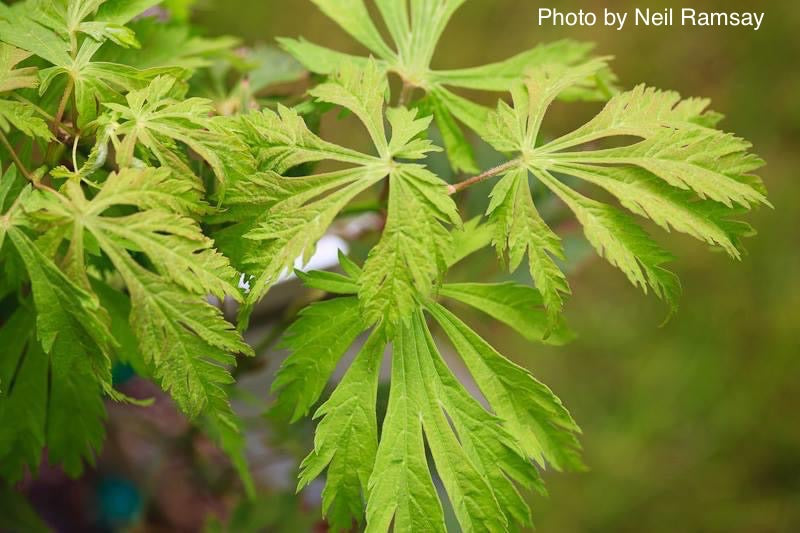 Acer japonicum 'Mai kujaku' Dancing Peacock Japanese Maple