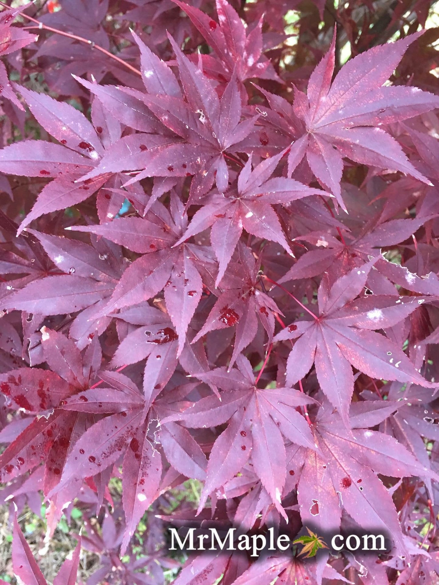 Acer palmatum 'Emperor 1' Japanese Maple Tree