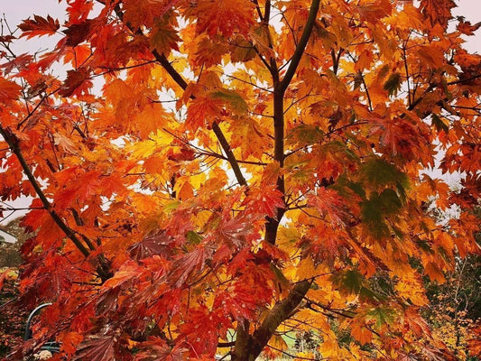 Acer japonicum 'Emmett's Pumpkin' Full Moon Japanese Maple