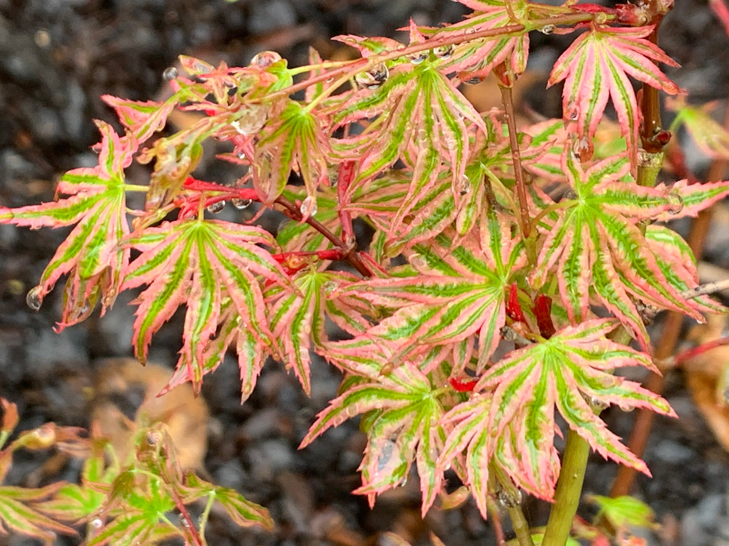 Acer palmatum 'Ikandi' Japanese Maple