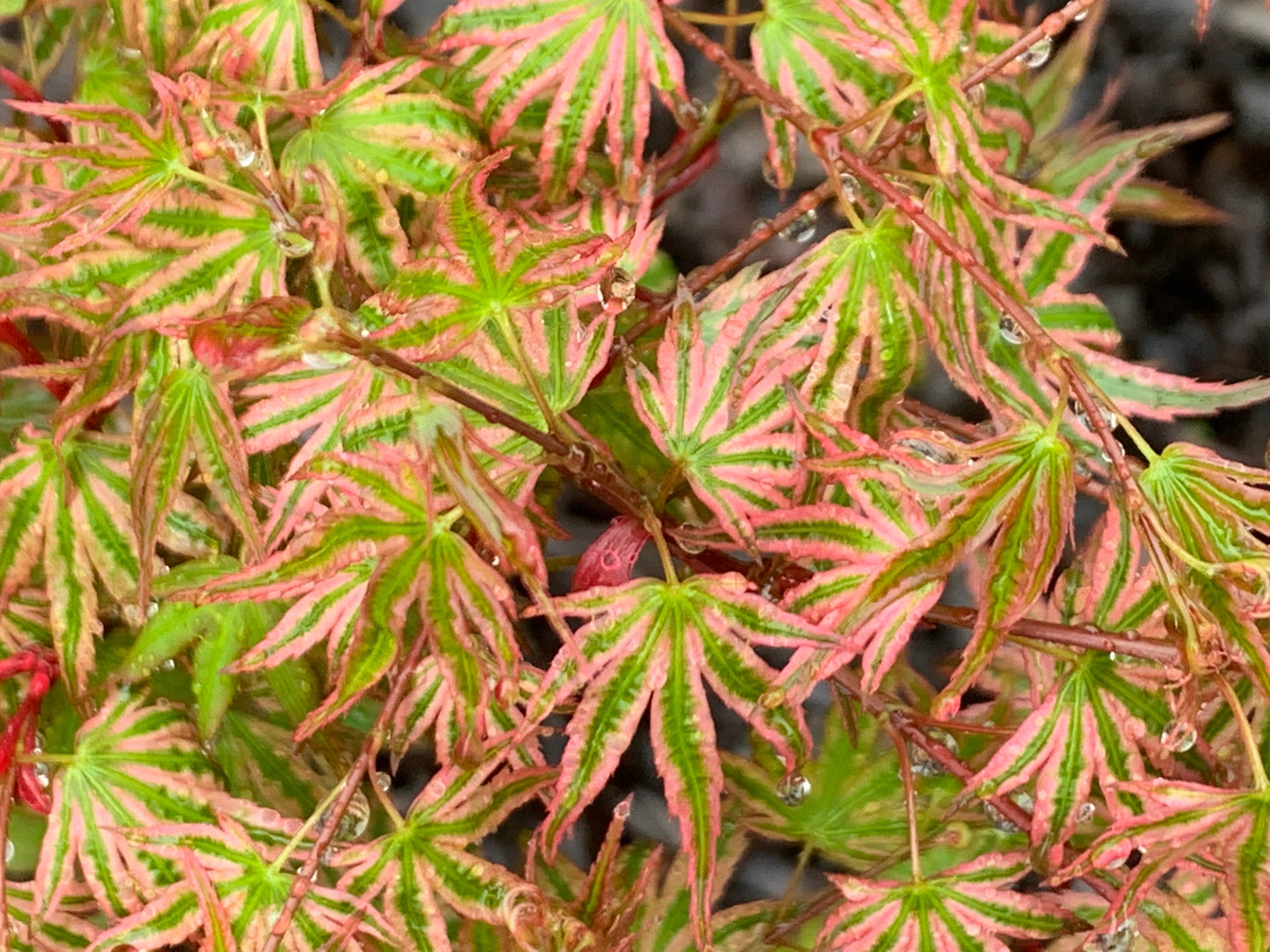 Acer palmatum 'Ikandi' Japanese Maple