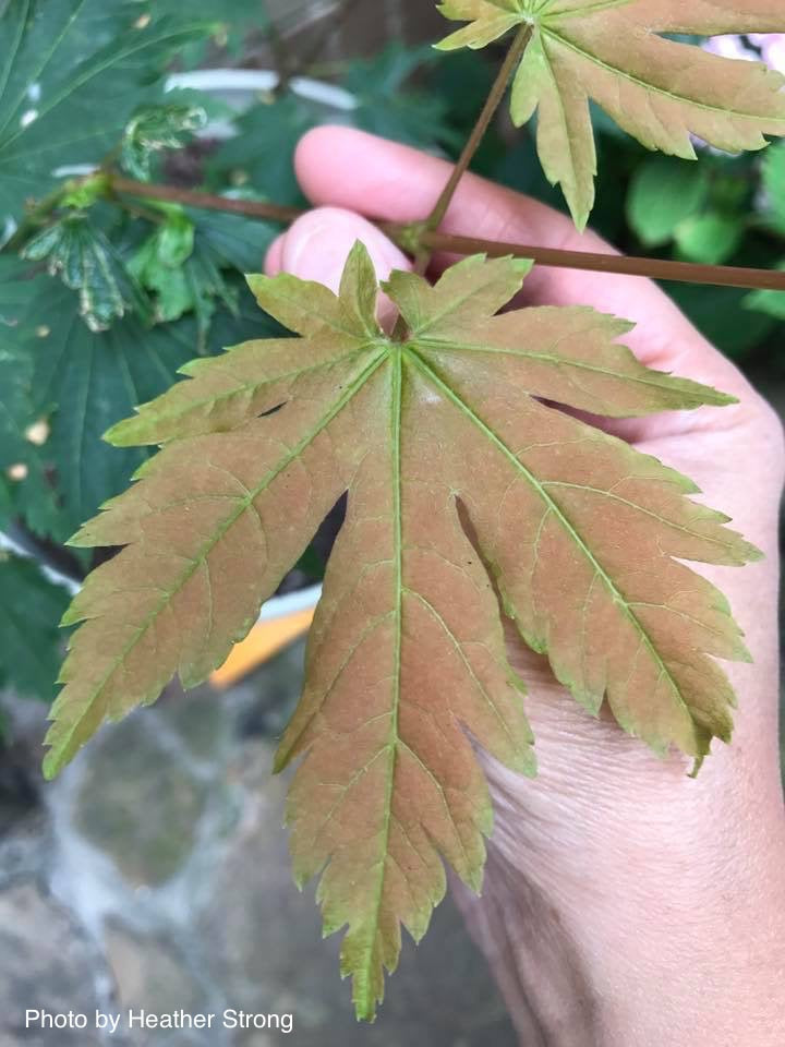 Acer japonicum 'Emmett's Pumpkin' Full Moon Japanese Maple