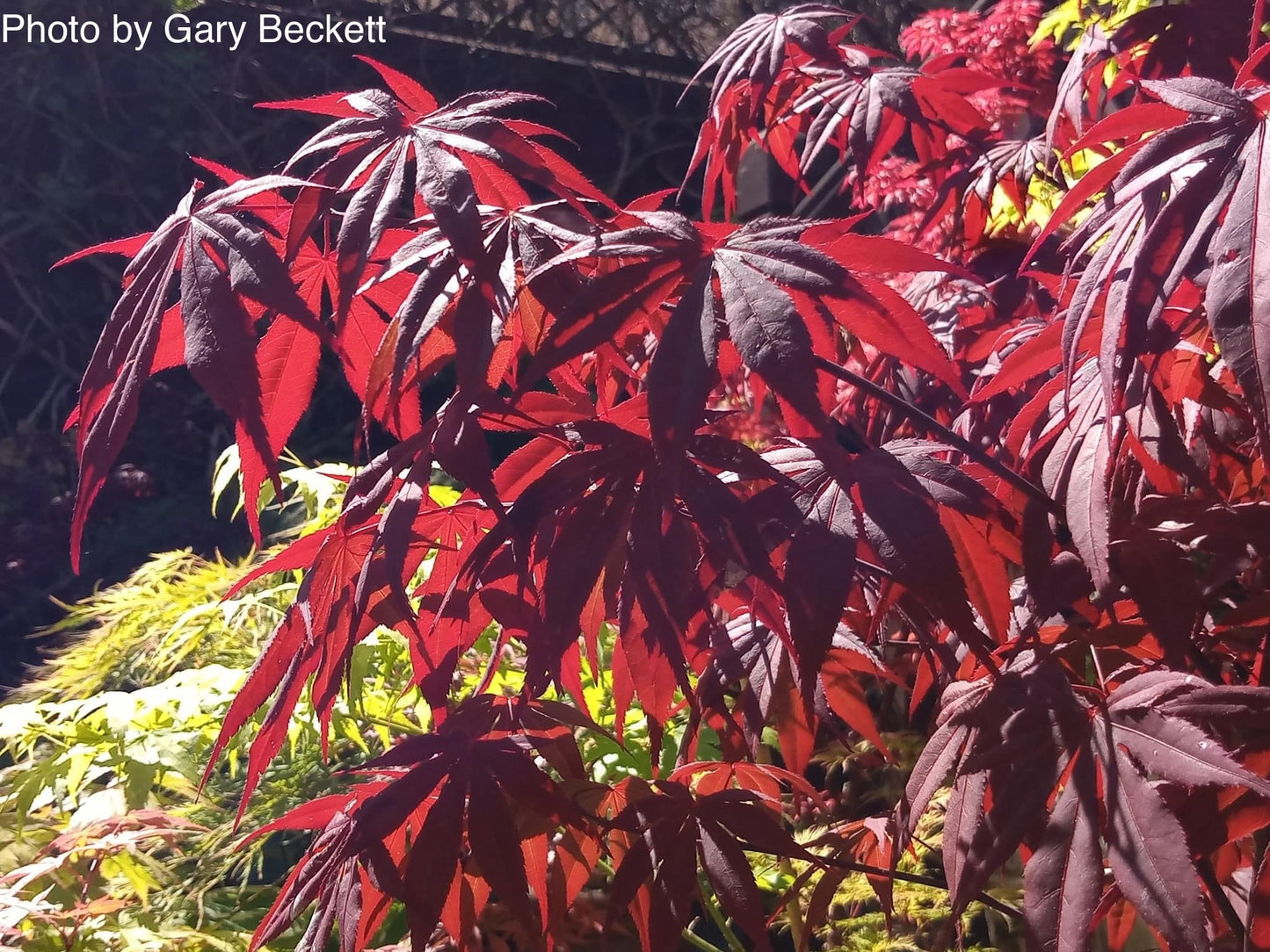 Acer palmatum 'Emperor 1' Japanese Maple Tree