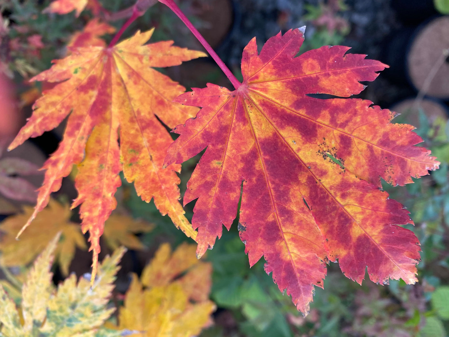 Acer japonicum 'Emmett's Pumpkin' Full Moon Japanese Maple