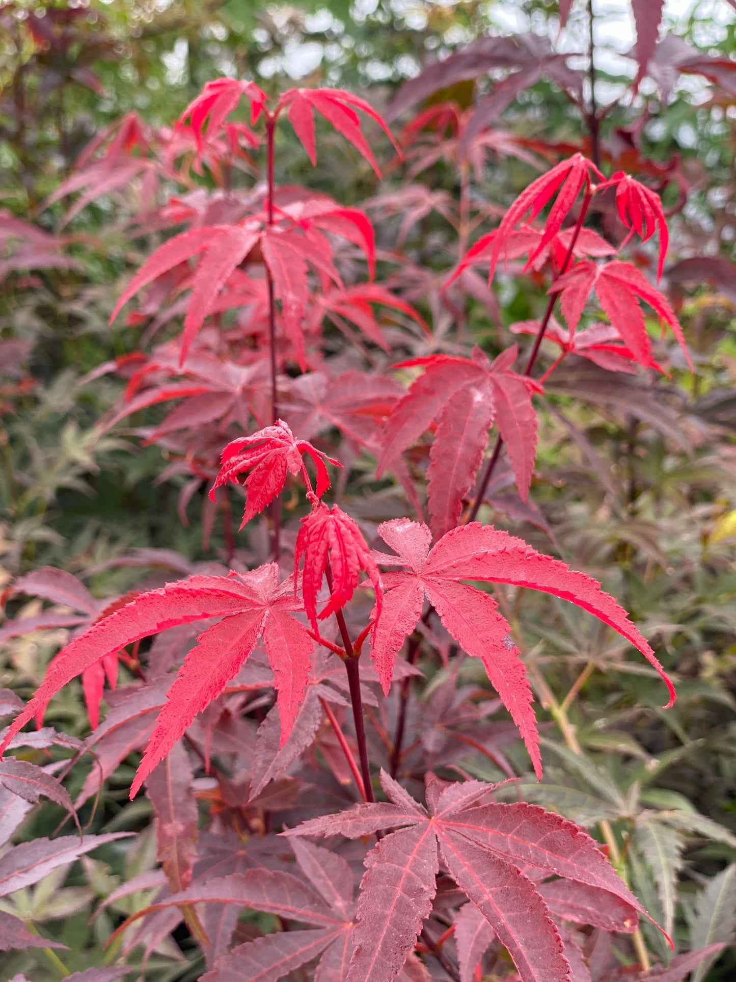 Acer palmatum 'Emperor 1' Japanese Maple Tree