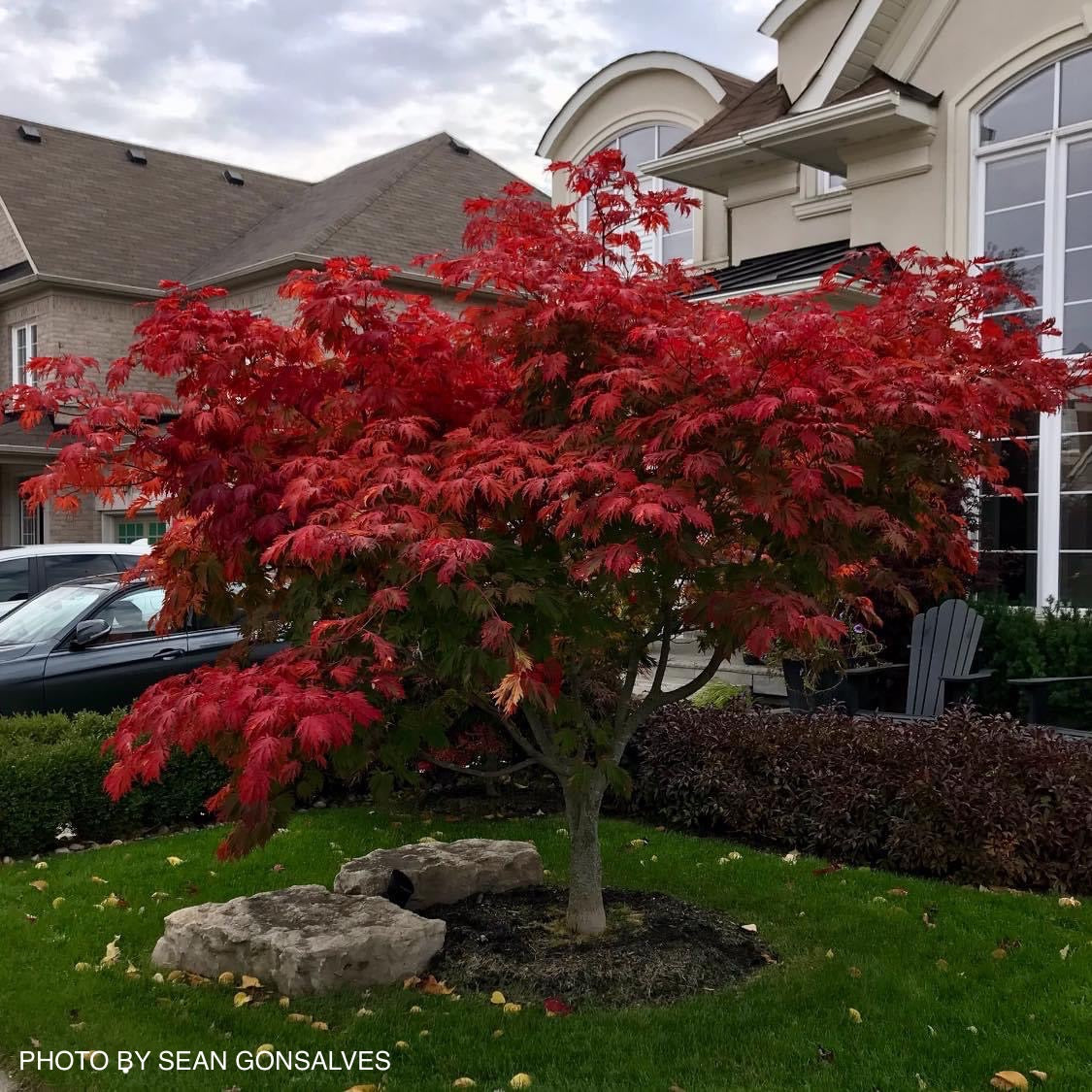 Acer japonicum 'Mai kujaku' Dancing Peacock Japanese Maple
