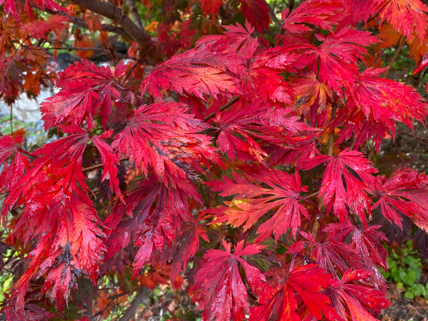 Acer japonicum 'Mai kujaku' Dancing Peacock Japanese Maple