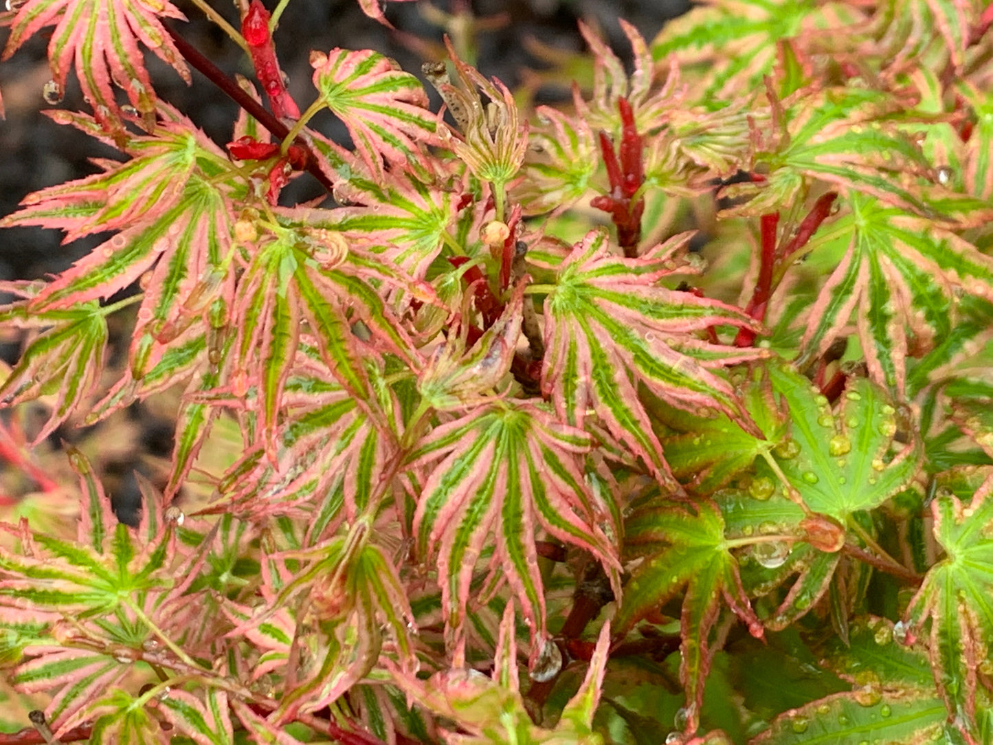 Acer palmatum 'Ikandi' Japanese Maple