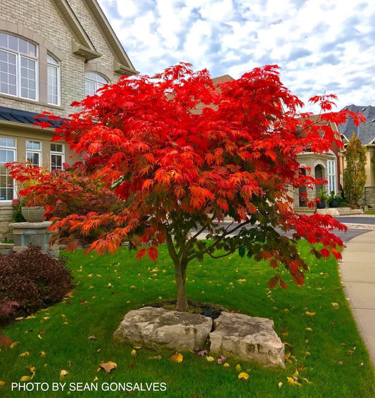 Acer japonicum 'Mai kujaku' Dancing Peacock Japanese Maple
