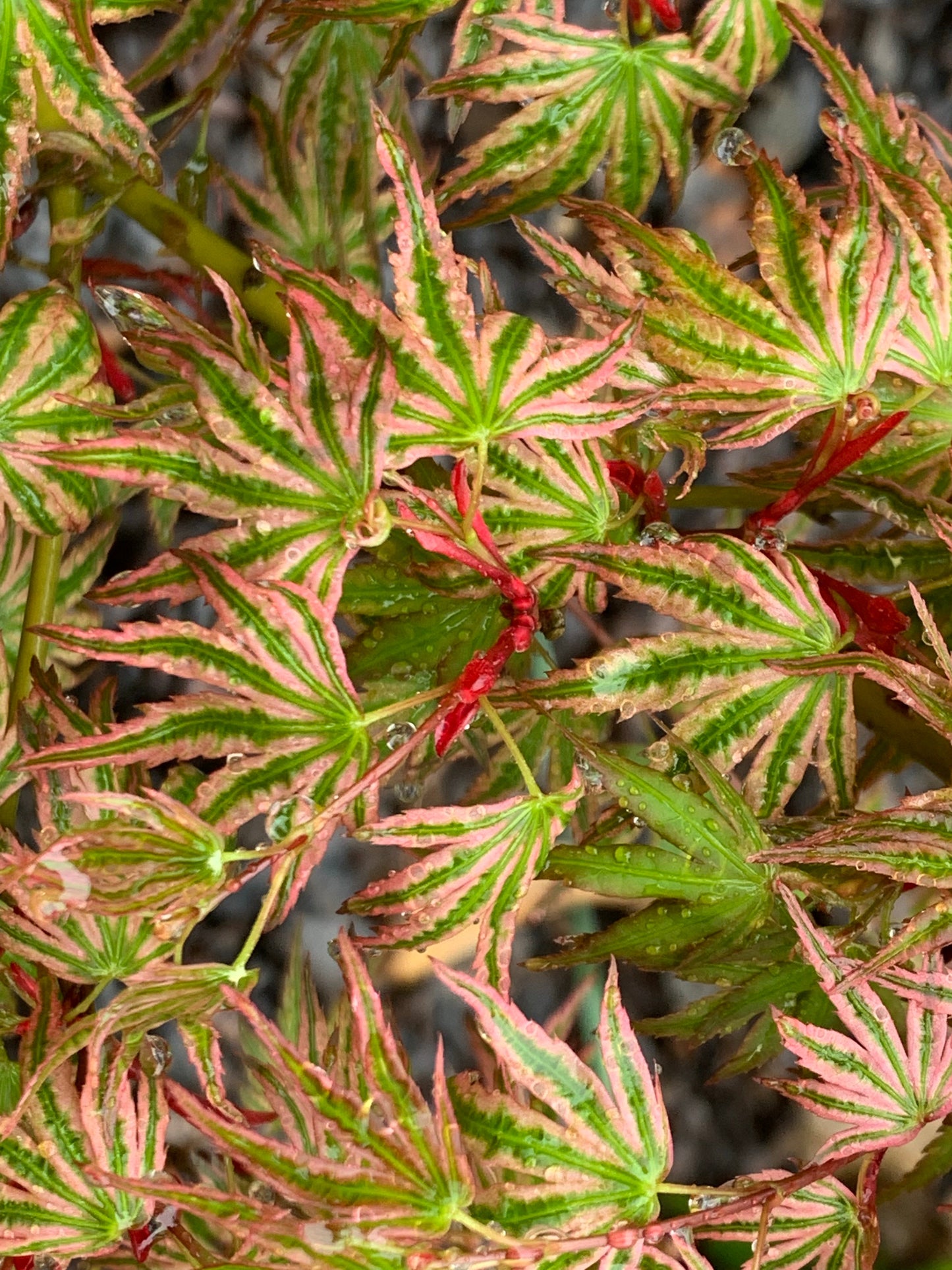 Acer palmatum 'Ikandi' Japanese Maple
