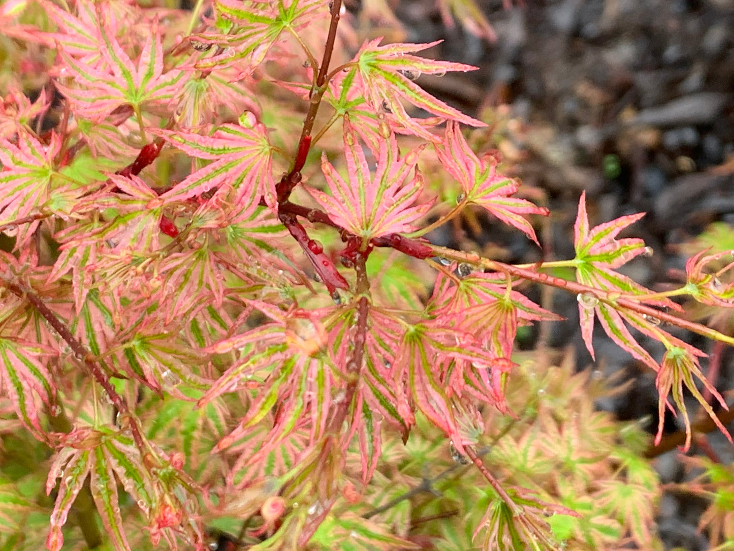 Acer palmatum 'Ikandi' Japanese Maple