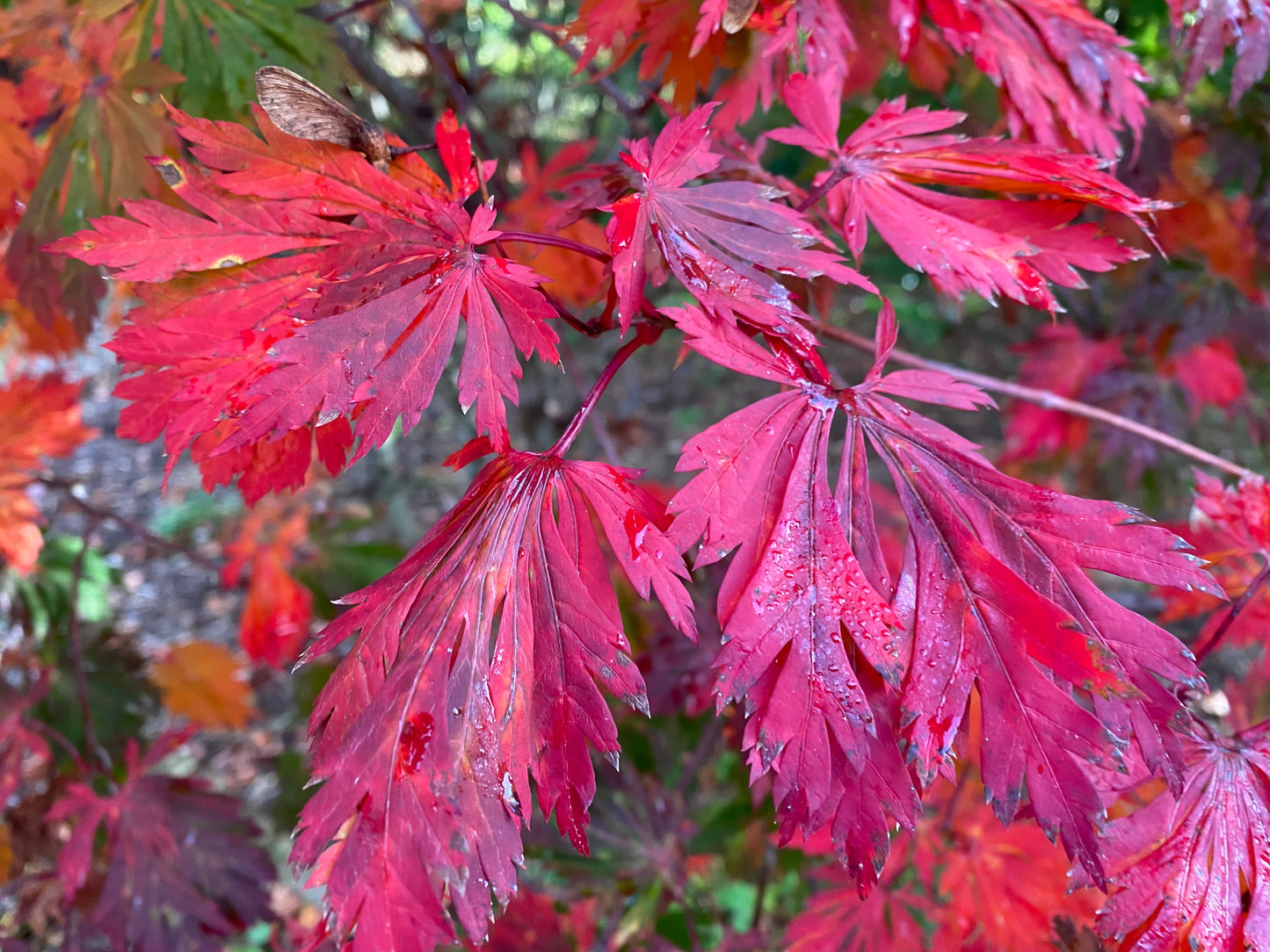 Acer japonicum 'Mai kujaku' Dancing Peacock Japanese Maple