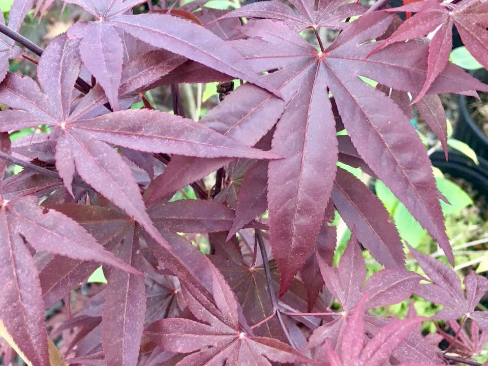 Acer palmatum 'Emperor 1' Japanese Maple Tree