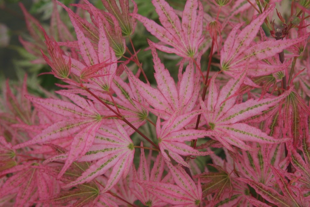 Acer palmatum 'Ikandi' Japanese Maple