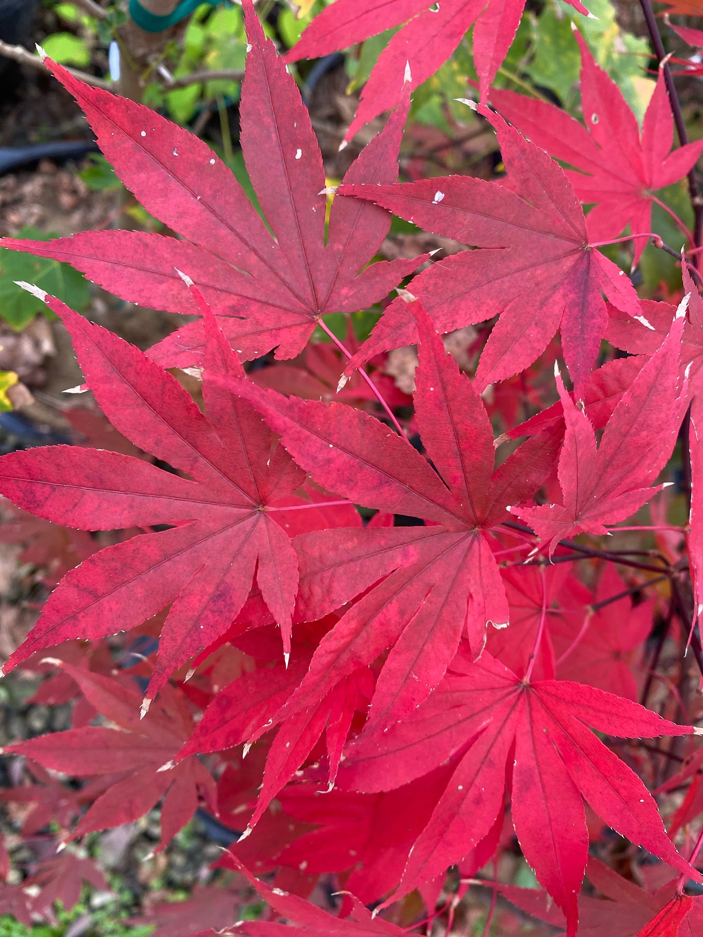 Acer palmatum 'Emperor 1' Japanese Maple Tree