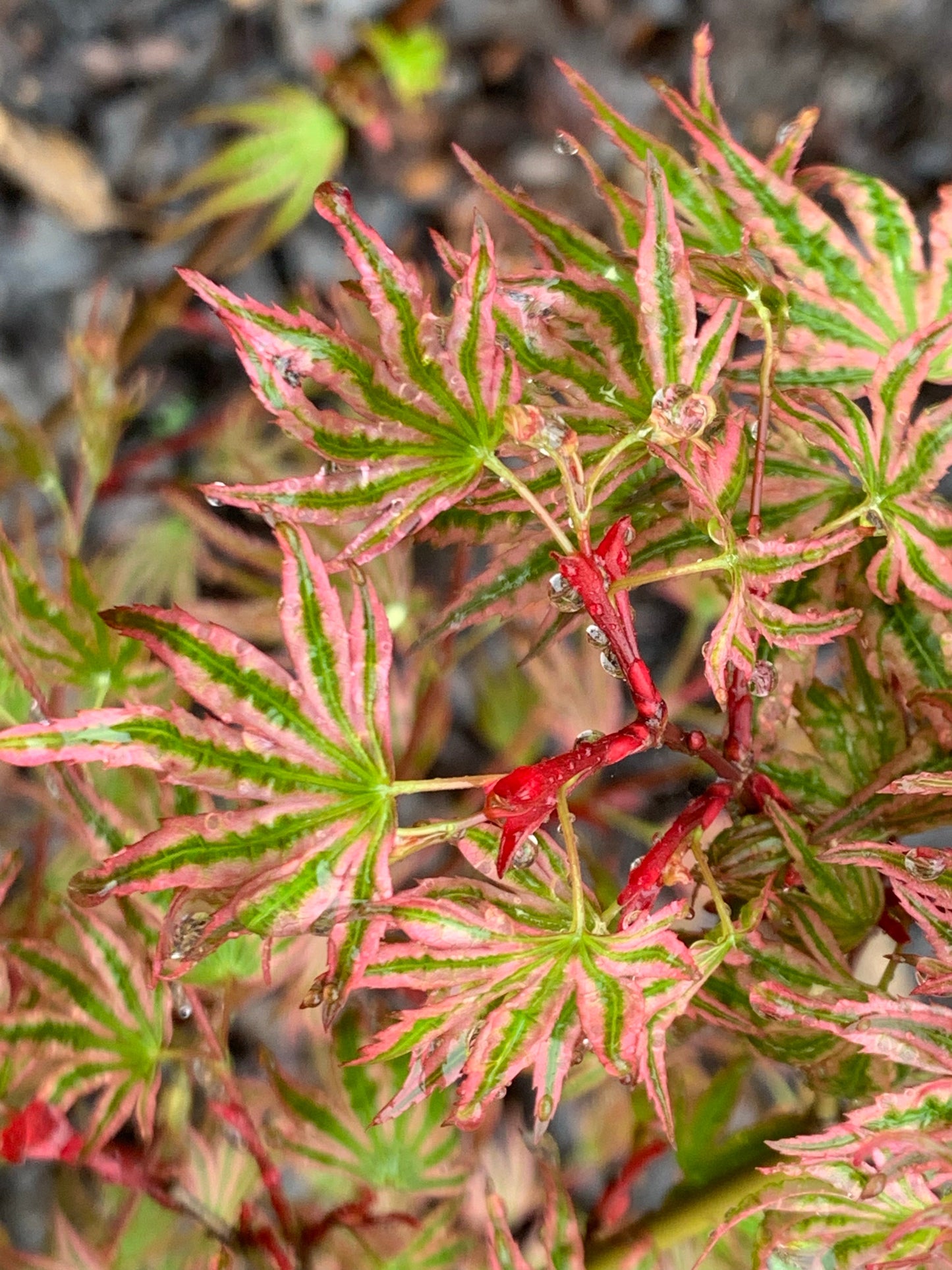 Acer palmatum 'Ikandi' Japanese Maple
