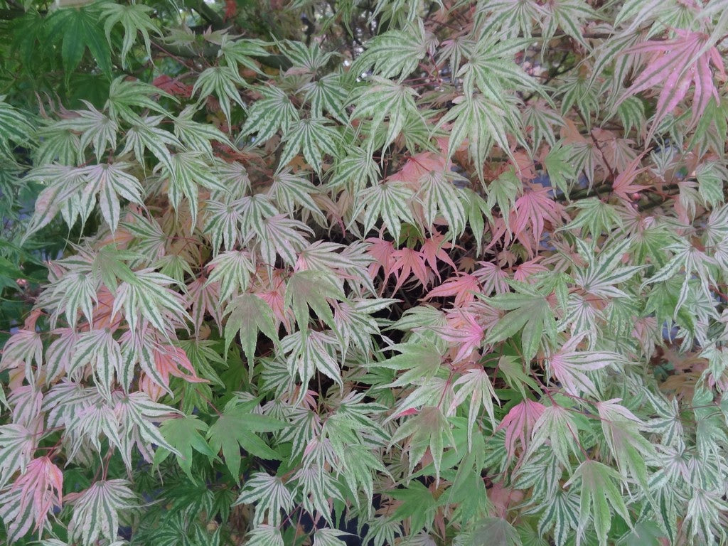 Acer palmatum 'Ikandi' Japanese Maple